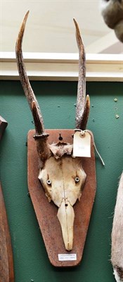 Lot 339 - Calamian Deer (Axis calamianensis), circa 1910, antlers on cut frontlet, 4 points, right antler...