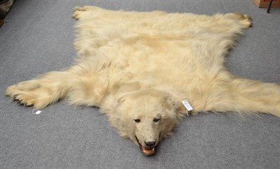 Lot 341 - Polar Bear (Ursus maritimus), 4.7.1930, taxidermied by Holt Renfrew & Co Ltd, Quebec, Montreal,...