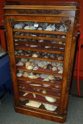 Lot 343 - Conchology Interest: A Victorian Figured Walnut Wellington Display Cabinet, mid 19th century,...