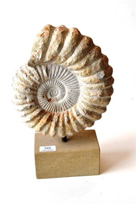 Lot 344 - An Ammonite Fossil, 25.5cm diameter, on metal pin with rectangular section sandstone effect...