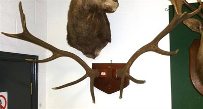 Lot 351 - Red Deer (Cervus elaphus), cast antlers, 18 points, right antler 94cm, left antler 94cm, on...