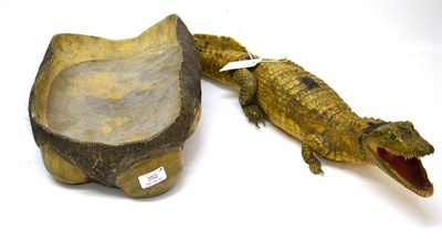 Lot 352 - Alligator (Alligator mississippiensis), circa 1930, juvenile full mount, jaw agape, 70cm long;...