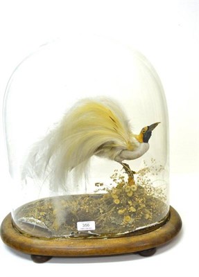 Lot 356 - Bird of Paradise (species unknown), circa 1880, full mount, in display plumage, with yellow...