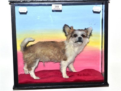 Lot 359 - Chihuahua, modern full mount, standing on padded claret velvet cushion, painted background,...