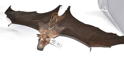 Lot 360 - Hammerheaded Fruit Bat (Hypsignathus monstrosus), full mount, wing span 76cm, body length 32cm