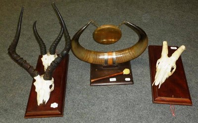 Lot 361 - Impala (Aepyceros melampus), horns on upper skull and Springbok (Antidorcas marsupialis), horns...