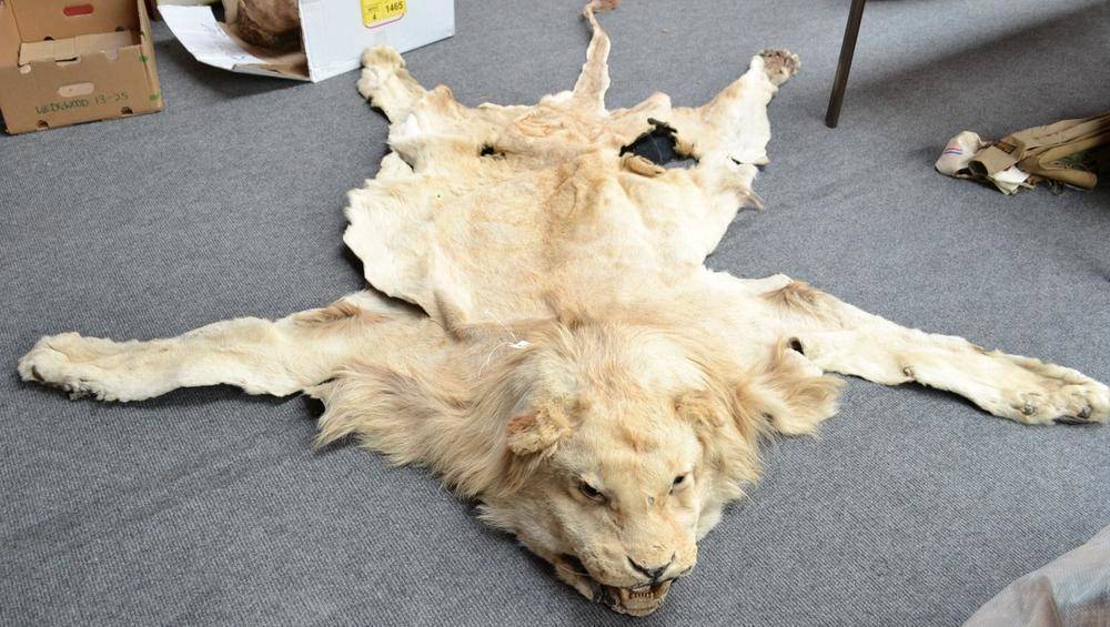 Lot 362 - Lion (Panthera leo), circa 1960, skin rug