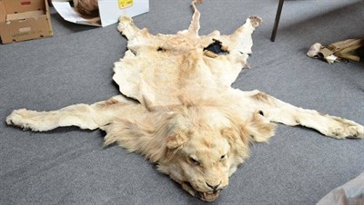 Lot 362 - Lion (Panthera leo), circa 1960, skin rug with head mount, 225cm long