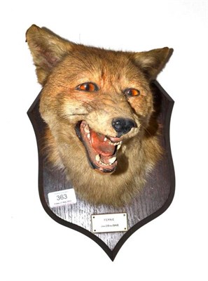 Lot 363 - Fox Mask, Fernie, Jan 28th 1948, by P Spicer & Sons, Leamington, turning to the left with jaw open