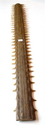 Lot 365 - Sawfish (Family: Pristidae), circa 1960, rostrum, left side 32 teeth (1 missing, 1 damaged),...
