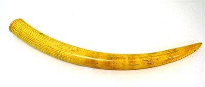 Lot 367 - African Elephant (Loxodonta africana), unworked tusk, 68cm long (with the curve), with indelible ID