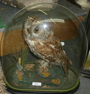 Lot 371 - Tawny Owl (Strix aluco), circa 1885, full mount, perched on faux rocks with fungus, ferns, moss and