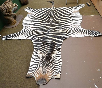 Lot 374 - Plains Zebra (Equus quagga), circa 2000, prepared skin, unbacked, 362cm nose tip to tail tip