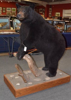 Lot 376 - Black Bear (Ursus americanus), circa 2000, full mount, half upstanding with raised front left...