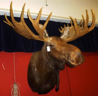 Lot 378 - Moose (Alces alces), circa 2000, shoulder mount, 27 points (13+14), broadest span 147cm, tip to tip