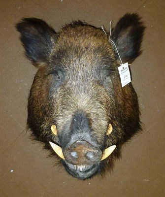 Lot 379 - Wild Boar (Sus scrofa), circa 2000, head mount, jaw agape, 65cm from the wall