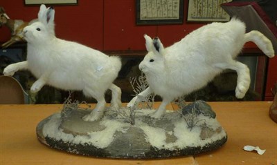 Lot 380 - Arctic Hare (Lepus arcticus), circa 2000, pair of full mounts, in running pose amongst snow,...