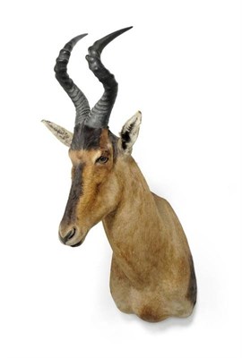 Lot 383 - Red Hartebeest (Alcelaphus buselaphus), circa 2000, shoulder mount, 65cm from the wall