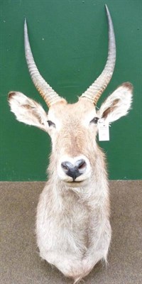 Lot 385 - Waterbuck (Kobus ellipsiprymnus), circa 2000, shoulder mount, 69cm from the wall