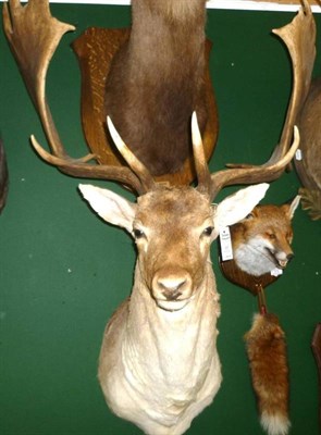Lot 387 - Fallow Deer (Cervus dama dama), shoulder mount, 19 points, right antler 74.5cm, left antler 72.5cm