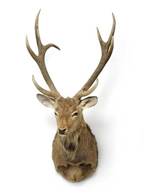 Lot 388 - Sika Deer (Cervus nippon), circa 2000, shoulder mount, 8 points, right antler 67cm, left antler...