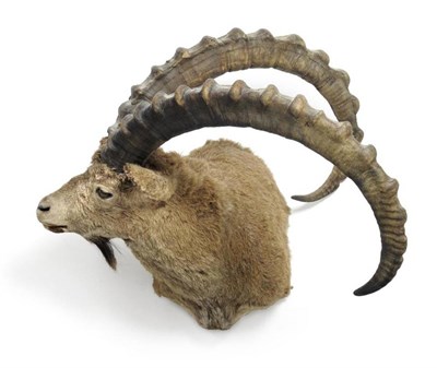 Lot 389 - Spanish Ibex (Capra pyrenaica hispanica), circa 2000, shoulder mount. turning sharply to the right