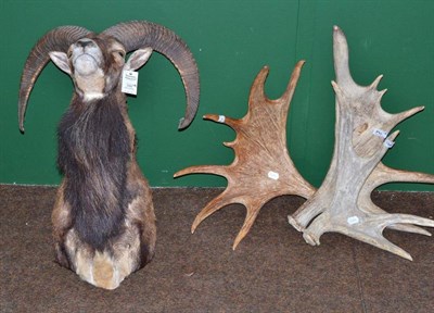 Lot 390 - Mouflon (Ovis aries), circa 2000, shoulder mount, right horn 56.5cm, left horn 55.5cm; and...