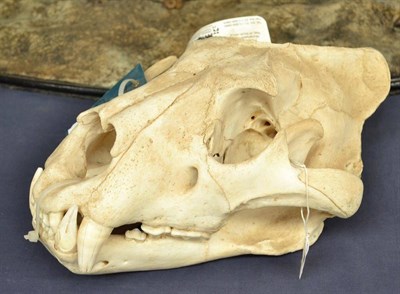 Lot 393 - South African Lion (Panthera leo), circa 2000, skull, CH98 label, re-export permit 118448, 38cm...