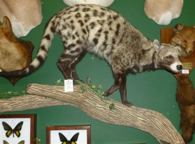 Lot 394 - African Civet (Civettictis civetta), circa 2000, full mount, front right paw raised...