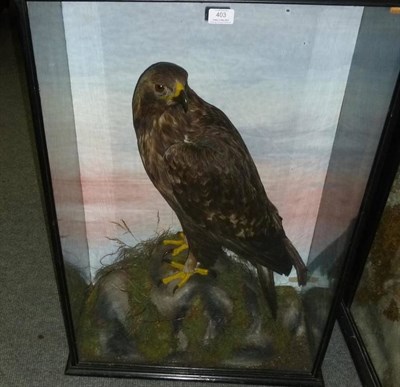 Lot 403 - Golden Eagle (Aquila chrysaetos), W A Macleay, Bird Stuffer & Fishing Tackle Maker, Church...