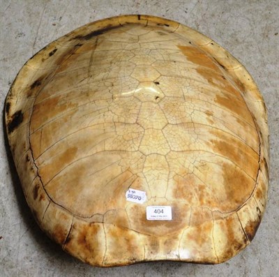 Lot 404 - Loggerhead Turtle (Caretta caretta)?, 18th/19th century or Tartaruga (podocnemis expansa)?,...