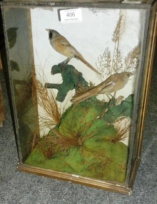 Lot 406 - Bearded Tits (Panurus biarmicus), Robert Higginbottom Taxidermist, circa 1880, male and female full