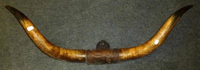 Lot 407 - A Pair of Cow Horns, circa 1880, conjoined by leather and on wood shield, tip to tip 127cm; Another