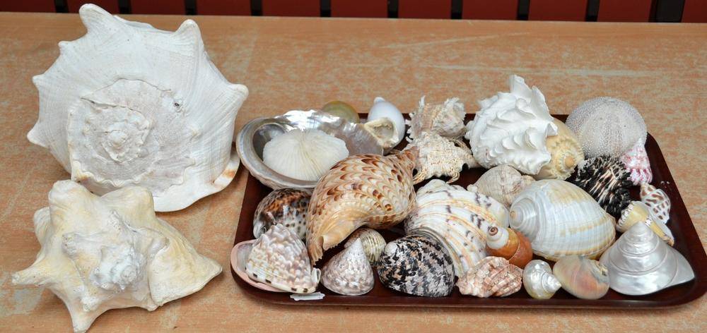 Lot 408 - A Collection of Thirty-Four Assorted Sea Shells, including a polished ammonite specimen,...