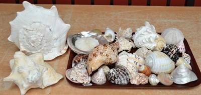 Lot 408 - A Collection of Thirty-Four Assorted Sea Shells, including a polished ammonite specimen,...