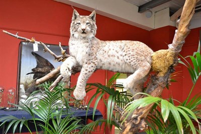 Lot 409 - Siberian Lynx (Lynx lynx wrangeli), full mount, lying on a mossy tree branch, 102cm nose to...