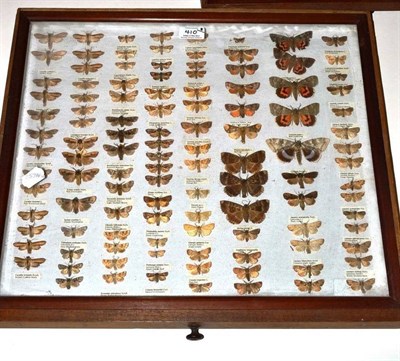 Lot 410 - A Collection of British Moths, circa 1970, some with collection data, in three glazed...