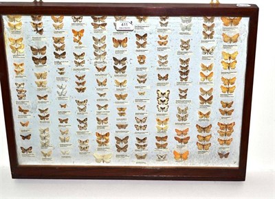 Lot 411 - A Collection of British Moths, circa 1970, some with collection data, in three glazed...