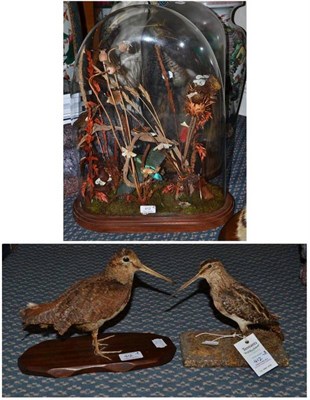 Lot 412 - Woodcock (Scolopax) minor, circa 1950, full mount, standing; Snipe (Gallinago gallinago), late 20th