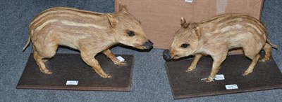 Lot 417 - German Wild Boar (Sus scrofa), circa 1981, two piglets, full mounts, 24cm and 26cm high