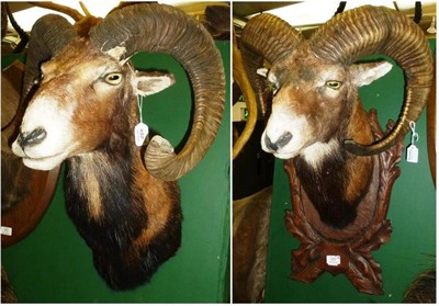 Lot 420 - Mouflon (Ovis aries), 20th century, shoulder mount, on decorative German wood and leaf effect...