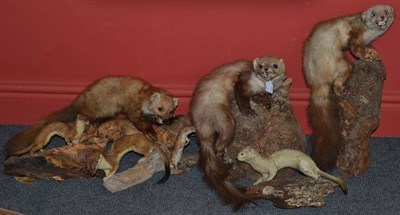 Lot 421 - A Group of Seven Small Mammals, 20th century, including stoats and weasels, all on natural wood...