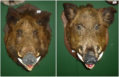 Lot 422 - Wild Boar (Sus scrofa), 20th century, head mount, jaw agape, on wood shield, 50cm from the...