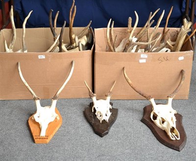 Lot 425 - A Group of Twenty-One Red Deer Antlers, on part upper skulls, six on wooden shields, mainly...