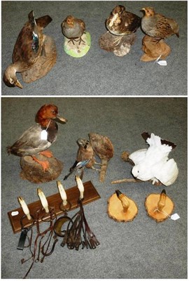 Lot 435 - Seven Assorted Full Mount Taxidermy Birds, including Jay, Partridge and Pochard; and A Coat...