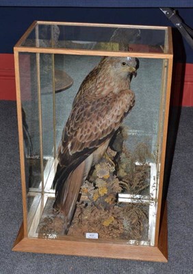 Lot 437 - Red Kite (Milvus milvus), circa 1910, perched on a mossy cut tree branch amongst grasses on a...