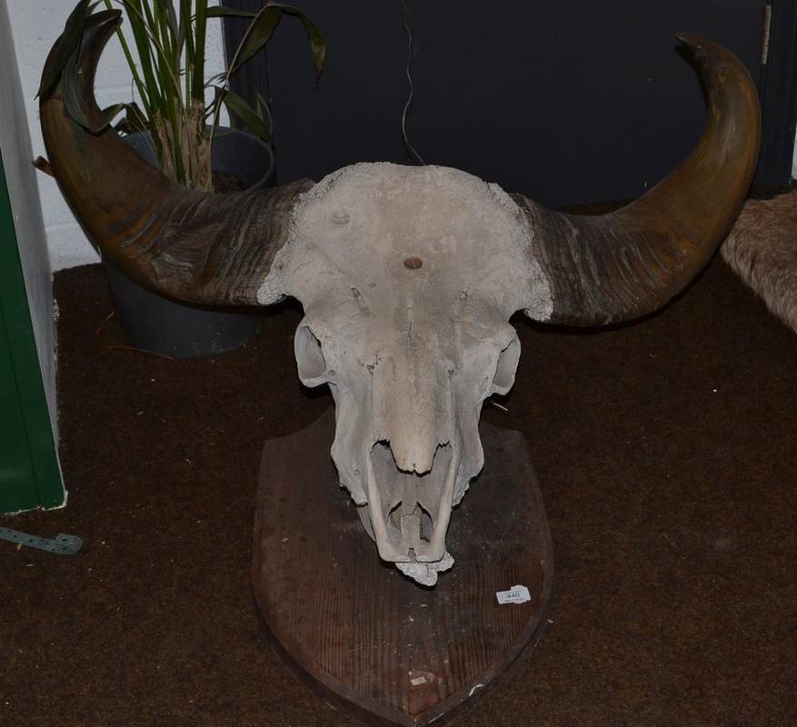 Lot 440 - Gaur or Indian Bison (Bos gaurus gaurus), circa 1890, horns on full skull, right horn 70cm,...