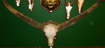 Lot 441 - Indian Water Buffalo (Bubalus bubalus bubalus), Cambodia, circa 1910, horns on upper skull,...