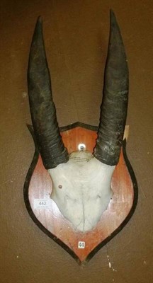 Lot 442 - Dwarf Buffalo or Lowland Anoa (Bubalus depressicornis), circa 1900, horns on frontlet, right...