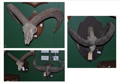 Lot 443 - Four Assorted Sheep Skulls, comprising Sardinia Mouflon (Ovis orientalis), ENB 1889; Ladakh...